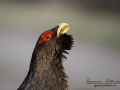 tjader_ipnaturfoto_se_Western_capercaillie_fo297