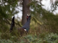 tjader_ipnaturfoto_se_Western_capercaillie_fo306