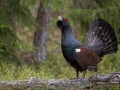 tjader_ipnaturfoto_se_Western_capercaillie_fo308