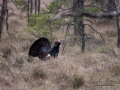 tjader_ipnaturfoto_se_Western_capercaillie_fo309