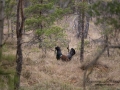 tjader_ipnaturfoto_se_Western_capercaillie_fo312