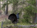 tjader_ipnaturfoto_se_Western_capercaillie_fo315