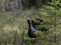 tjader_ipnaturfoto_se_Western_capercaillie_fo322