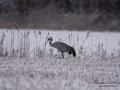 trana_grus_grus_crane_bakslag_vinter_sno_flyttfagel_ipnaturfoto_se_fo613