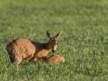 get_radjur_unik_hornbarande_radjursget_kid_ingemar_pettersson_ipnaturfoto_se_rd172