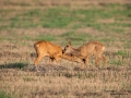 get_tvattar_radjur_kid_roe_deer_ingemar_pettersson_naturfotograf_rd249