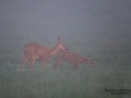 kid_dimma_radjur_roe_deer_capreolus_capreolus_ipnaturfoto_se_rd277