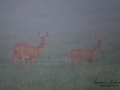 kid_dimma_radjur_roe_deer_capreolus_capreolus_ipnaturfoto_se_rd278