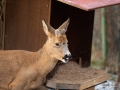 matning_utfodring_pellets_vinter_roe_deer_radjur_ipnaturfoto_se_rd251