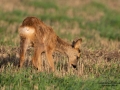 morgon_betar_radjur_kid_roe_deer_capreolus_capreolus_ipnaturfoto_se_rd246