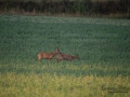 radjur_bock_brunst_buck_roe_deer_capreolus_capreolus_ipnaturfoto_se_rd210