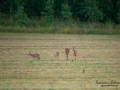 radjur_bock_buck_brunst_get_roe_deer_capreolus_capreolus_ipnaturfoto_se_rd221