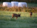 radjur_bock_buck_brunst_get_roe_deer_capreolus_capreolus_ipnaturfoto_se_rd281