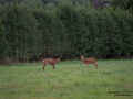 radjur_bock_buck_brunst_munkedal_roe_deer_capreolus_capreolus_ipnaturfoto_se_rd239