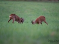 radjur_bock_buck_brunst_roe_deer_capreolus_capreolus_ipnaturfoto_se_rd228