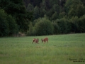 radjur_bock_buck_brunst_roe_deer_capreolus_capreolus_ipnaturfoto_se_rd240