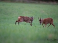 radjur_bock_buck_brunst_slagsmal_brak__roe_deer_capreolus_capreolus_ipnaturfoto_se_rd230