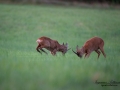 radjur_bock_buck_brunst_slagsmal_brak__roe_deer_capreolus_capreolus_ipnaturfoto_se_rd231