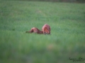 radjur_bock_buck_brunst_slagsmal_brak__roe_deer_capreolus_capreolus_ipnaturfoto_se_rd232