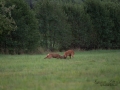 radjur_bock_buck_brunst_slagsmal_brak__roe_deer_capreolus_capreolus_ipnaturfoto_se_rd238