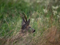 radjur_bock_buck_host_roe_deer_capreolus_capreolus_ipnaturfoto_se_rd254