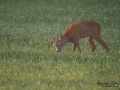 radjur_bock_buck_roe_deer_capreolus_capreolus_ipnaturfoto_se_rd209