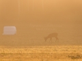 radjur_bock_buck_roe_deer_capreolus_capreolus_ipnaturfoto_se_rd211