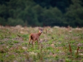 radjur_bock_buck_roe_deer_capreolus_capreolus_ipnaturfoto_se_rd222