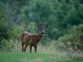 radjur_bock_buck_roe_deer_capreolus_capreolus_ipnaturfoto_se_rd257