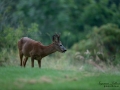 radjur_bock_buck_roe_deer_capreolus_capreolus_ipnaturfoto_se_rd258