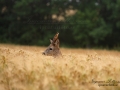 radjur_bock_buck_roe_deer_capreolus_capreolus_ipnaturfoto_se_rd263