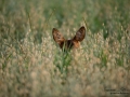 radjur_bock_get_roe_deer_capreolus_capreolus_ipnaturfoto_se_rd268