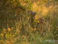 radjur_bock_roe_deer_capreolus_capreolus_ipnaturfoto_se_rd203