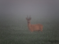 radjur_buck_bock_roe_deer_capreolus_capreolus_ipnaturfoto_se_rd198