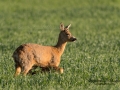 radjur_get_horn_unik_genetisk_kid_sallsynt_SVA_ingemar_pettersson_ipnaturfoto_se_rd174