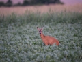 radjur_get_roe_deer_capreolus_capreolus_ipnaturfoto_se_rd194