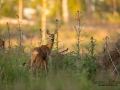 radjur_ipnaturfoto_se_Capreolus_rd170