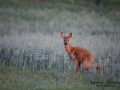 radjur_ipnaturfoto_se_Capreolus_roedeer_hunting_get_rd183