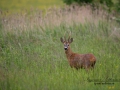 radjur_ipnaturfoto_se_rd27.jpg