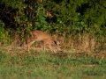 radjur_kid_roe_deer_ingemar_pettersson_naturfotograf_rd234