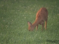 radjur_roe_deer_capreolus_capreolus_ipnaturfoto_se_rd205