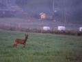 radjur_roe_deer_capreolus_capreolus_ipnaturfoto_se_rd270