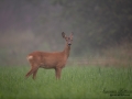 radjur_roedeer_get_ipnaturfoto_se_naturfotografering_rd264