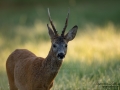 roe_deer_bock_radjur_smorblomma_sommar_ang_ingemar_pettersson_rd282