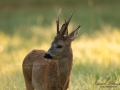 roe_deer_bock_radjur_smorblomma_sommar_ang_ingemar_pettersson_rd284