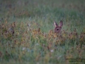 roedeer_deer_radjur_get_brunst_naturfoto_ipnaturfoto_se_rd177