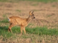 wild_radjur_kid_roe_deer_capreolus_capreolus_ipnaturfoto_se_rd248