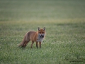 fox_ipnaturfoto_se_rav_munkedal_rav79