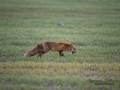 fox_redfox_rav_ipnaturfoto_se_rav78