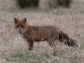 rav_fox_red_fox_rodrav_ipnaturfoto_se_rav75